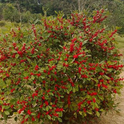 Ilex verticillata Little Goblin® Red