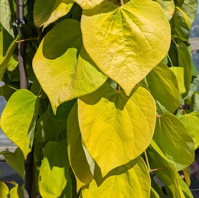 Cercis canadensis Golden Falls®