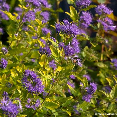 Caryopteris incana Sunshine Blue® II