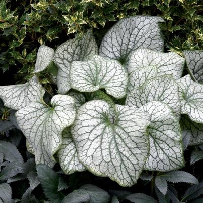 Brunnera mac. 'Alexander's Great'