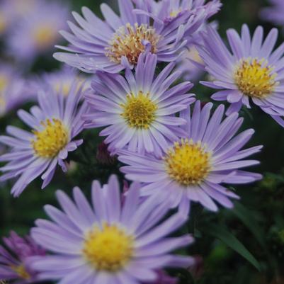 Aster 'Wood's Blue'