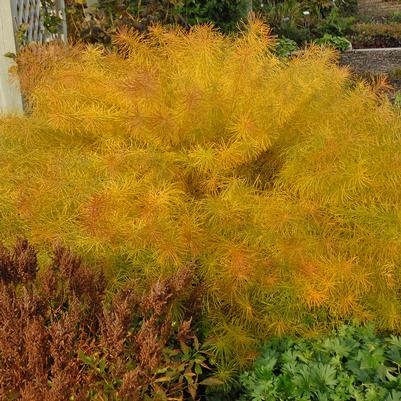 Amsonia hubrectii 