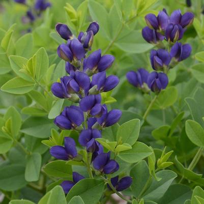 Baptisia hybrid Decadence® 'Sparkling Sapphires'