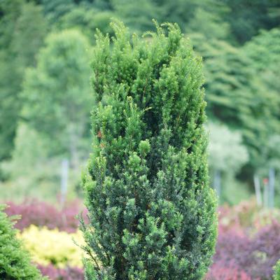 Taxus media Stonehenge®