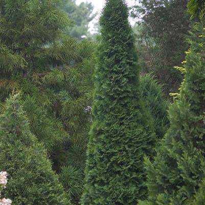 Thuja occidentalis North Pole®