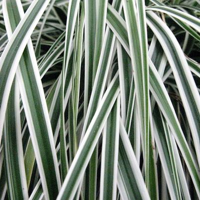 Carex oshimensis EverColor® Everest