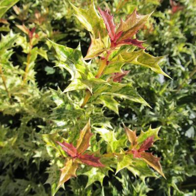 Osmanthus heterophyllus Goshiki