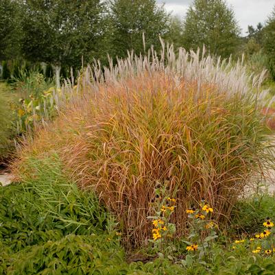 Miscanthus sinensis Purpurescens