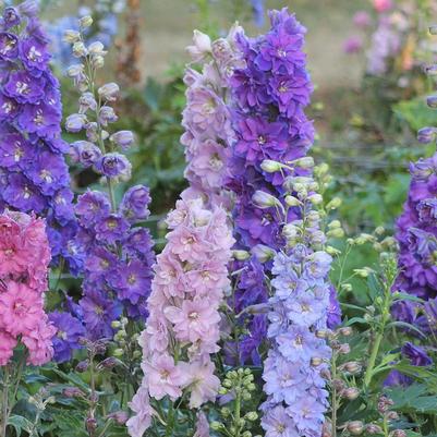 Delphinium NEW MILLENNIUM™ 'Mini Stars'