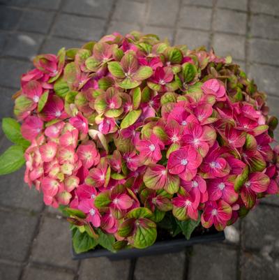 Hydrangea mac. Tilt A Swirl™