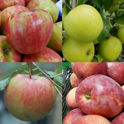 Malus 4 - in - 1 Cold Climate