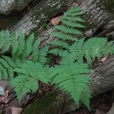 Dryopteris carthusiana 