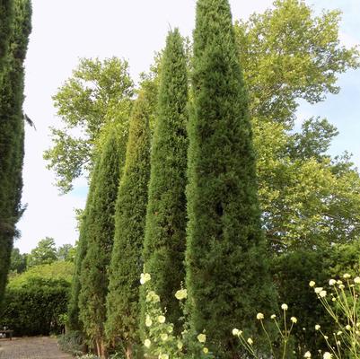 Juniperus virginiana 'Taylor'