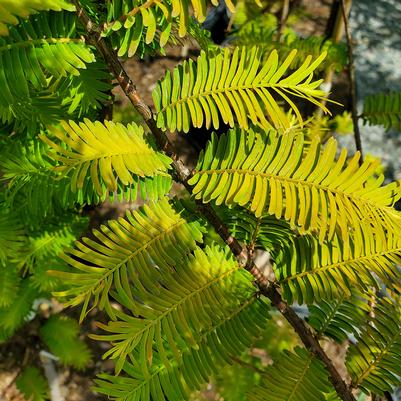 Metasequoia glypto. Amber Glow™