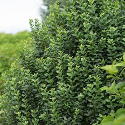 Ligustrum Straight Talk®