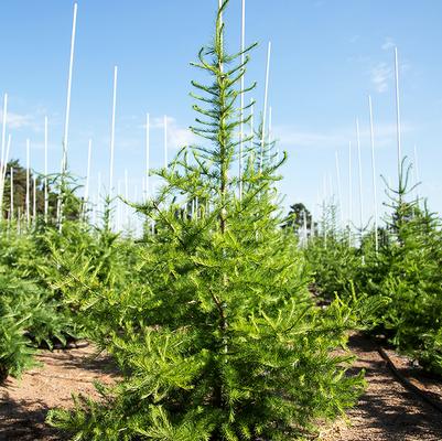 Larix larcinia 