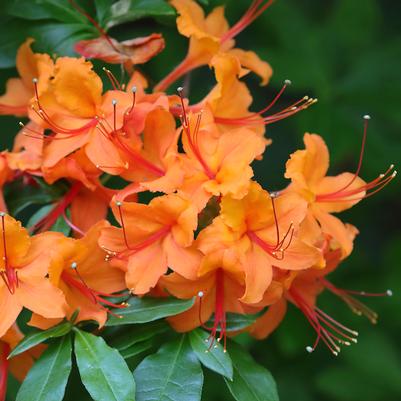 Azalea calendulaceum 