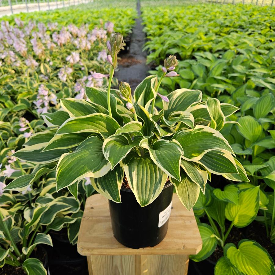 Hosta Wide Brim