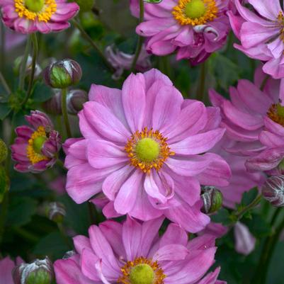 Anemone 'Curtain Call Pink'