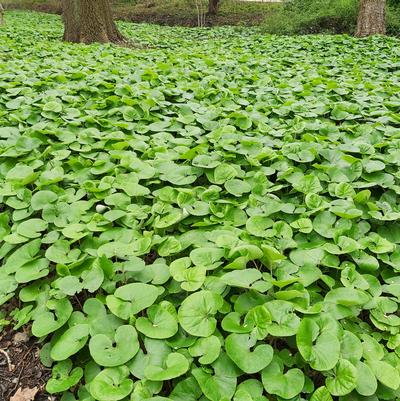 Asarum canadense 