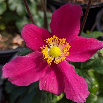 Anemone Fantasy™ 'Red Riding Hood'