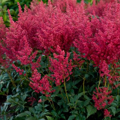 Astilbe Montgomery