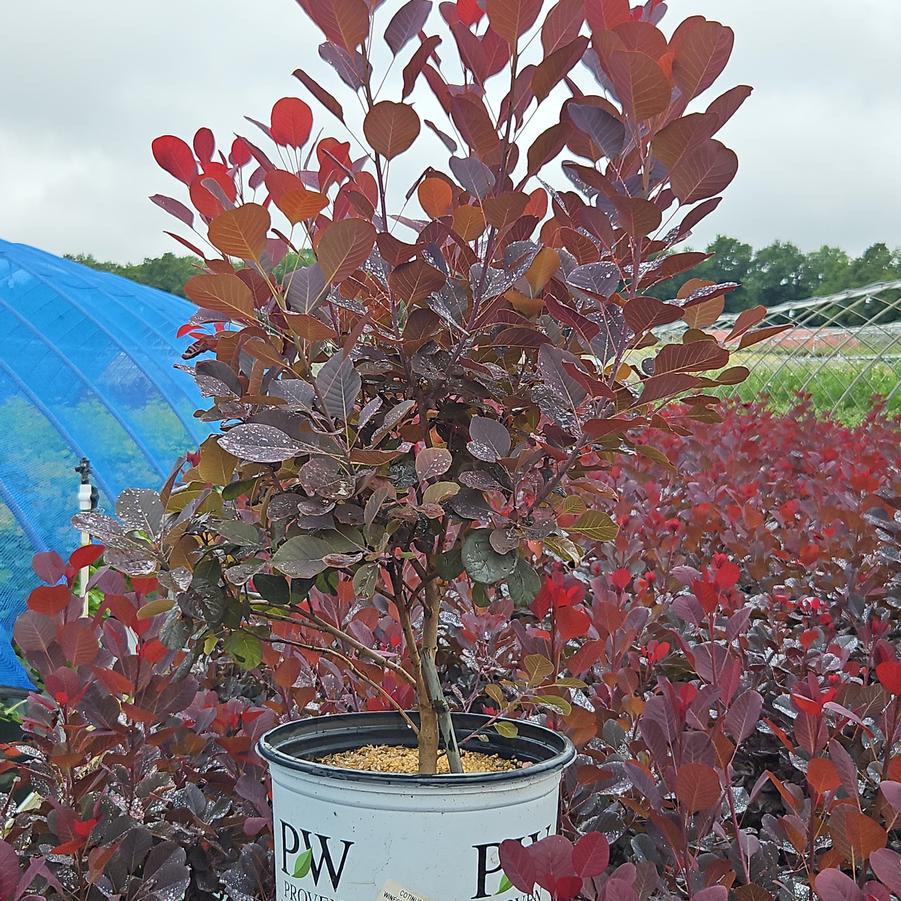 Cotinus coggygria Winecraft Black®