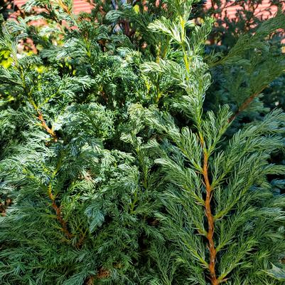 Chamaecyparis pisifera 'True Blue'