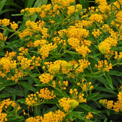 Asclepias tuberosa Hello Yellow