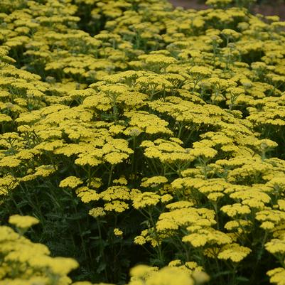 Achillea hybrid 'Firefly Sunshine'