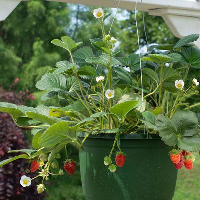 Fragaria ananassa Snowy Belle™ - 6`` POT