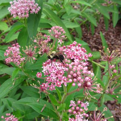 Asclepias incarnata ssp. pulchra 