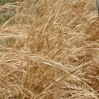 Andropogon virginicus 