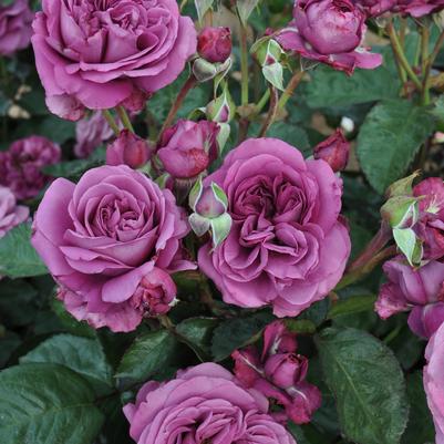 Rosa Plum Perfect Sunbelt®