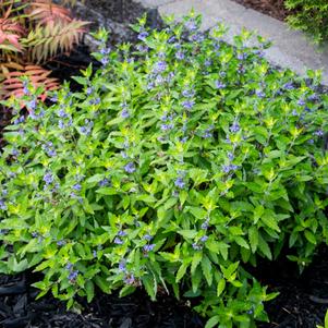 Caryopteris x cland. Beekeeper™