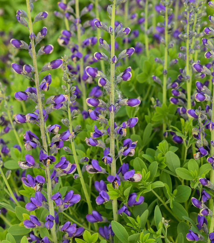 Baptisia x DECADENCE® Periwinkle Popsicle