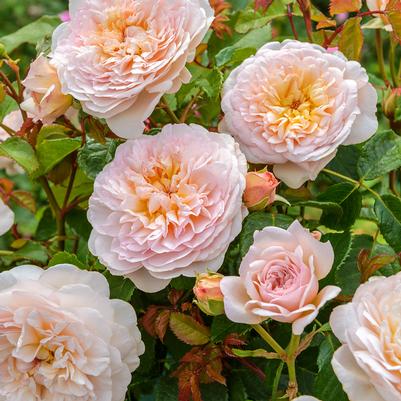 Rosa Emily Bronte - grafted