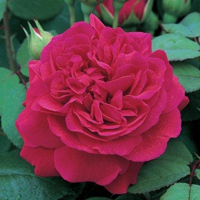 Rosa Tess of The d'Urbervilles®