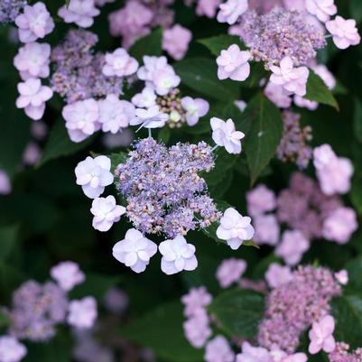 Hydrangea serrata Tiny Tuff Stuff™