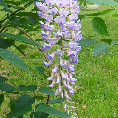 Wisteria macro. Blue Moon