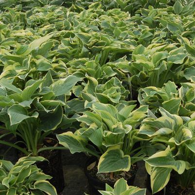 Hosta Wide Brim