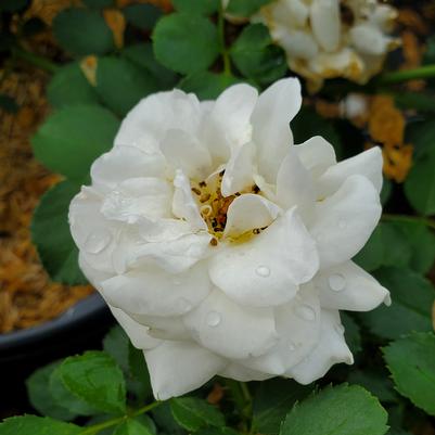 Rosa Easy Elegance® Snowdrift