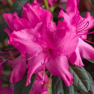 Azalea Encore® Autumn Sundance®