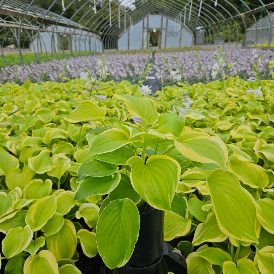 Hosta Fragrant Bouquet