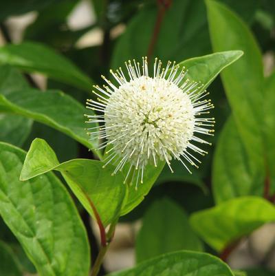 Cephalanthus occidentalis Fiber Optics®