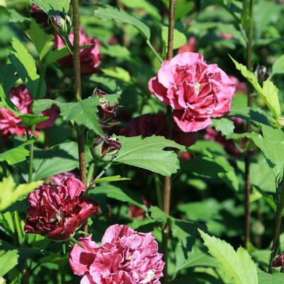 Hibiscus syriacus French Cabaret™ Red