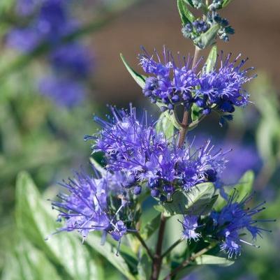 Caryopteris x cland. Sapphire Surf™