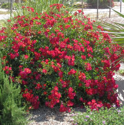 Rosa Flower Carpet- Red