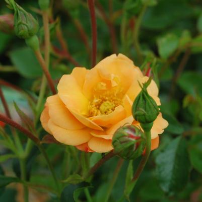 Rosa Flower Carpet Amber