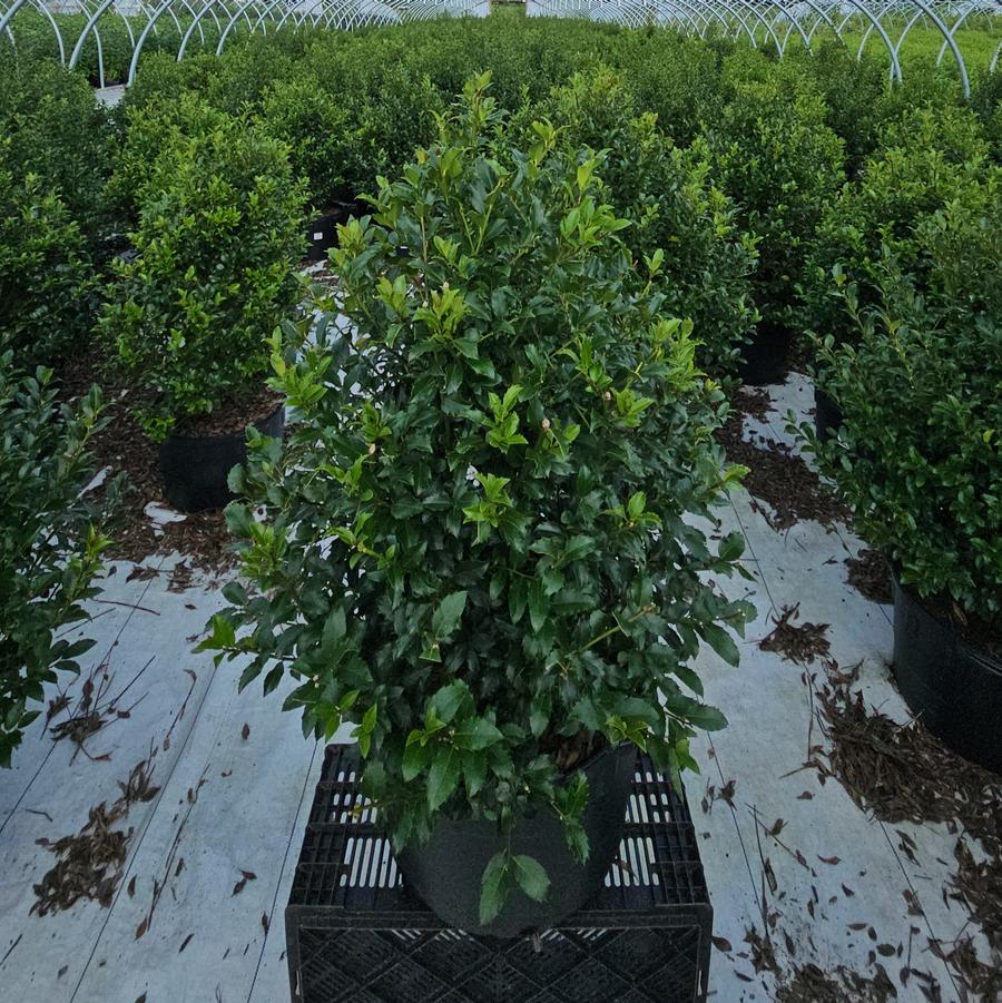 Ilex X meserveae Blue Maid